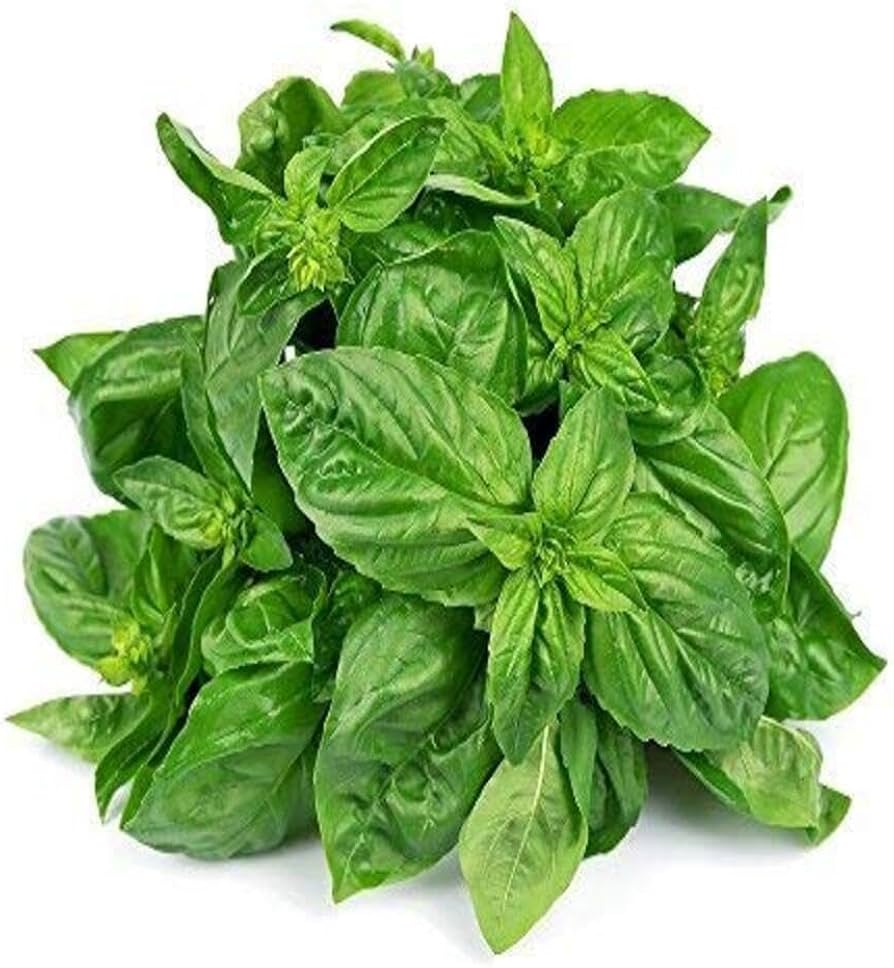 Fresh Basil