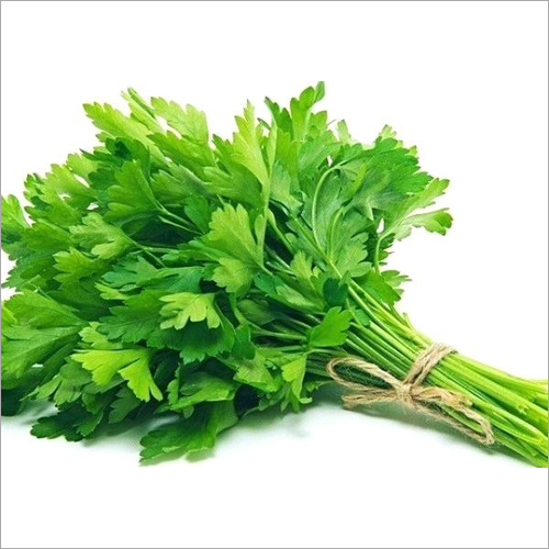 Fresh Coriander