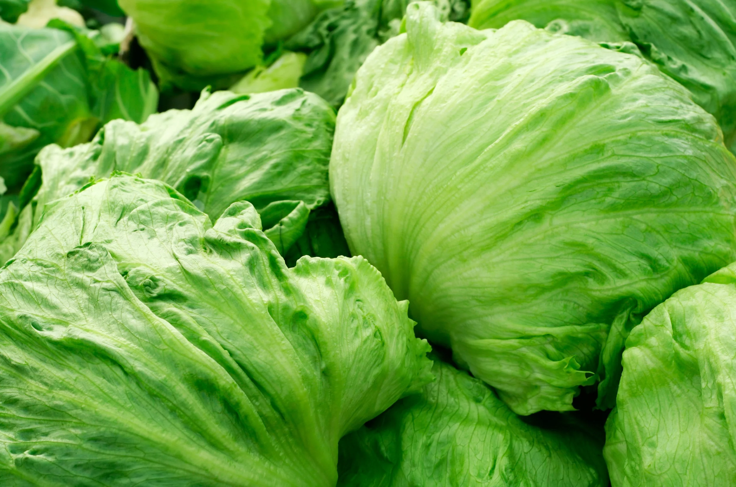 Iceburg Lettuce