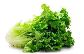 Soft Lettuce