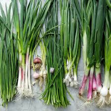 Spring Onions