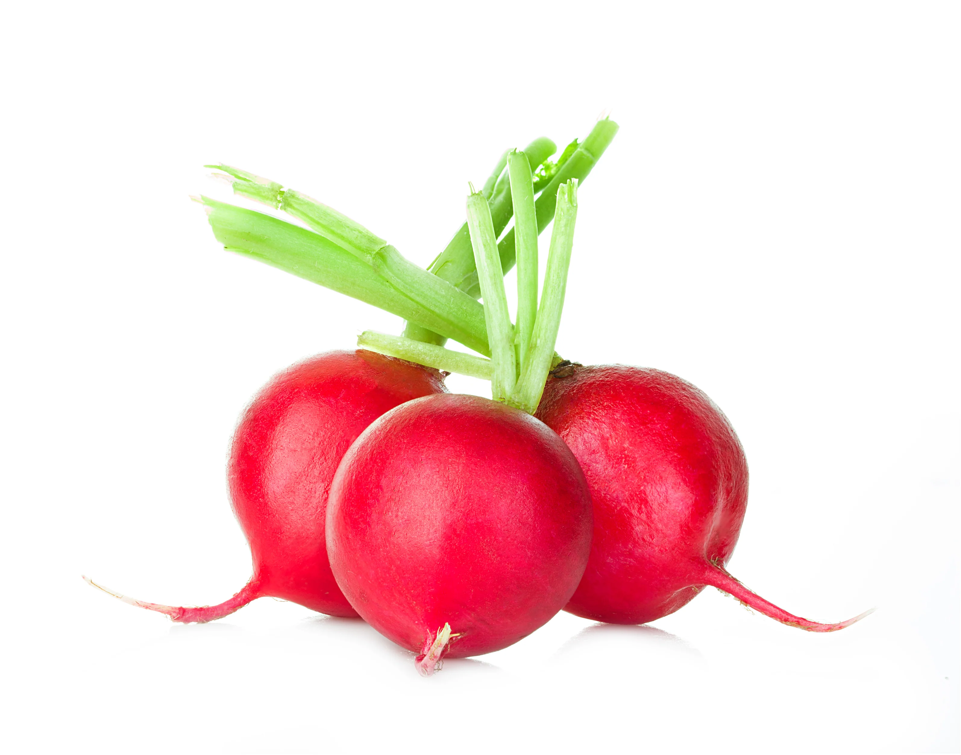 Tonup (Radish)